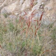 Sorghum leiocladum (Wild Sorghum) at Isaacs Ridge and Nearby - 13 Dec 2021 by Mike