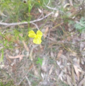 Xyris sp. at Salamander Bay, NSW - 11 Dec 2021