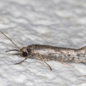 Lepidoptera provisional species 1 at Melba, ACT - 10 Oct 2021