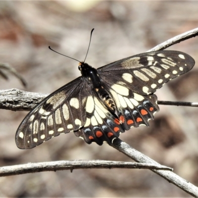 Papilio anactus (Dainty Swallowtail) at Black Mountain - 13 Dec 2021 by JohnBundock
