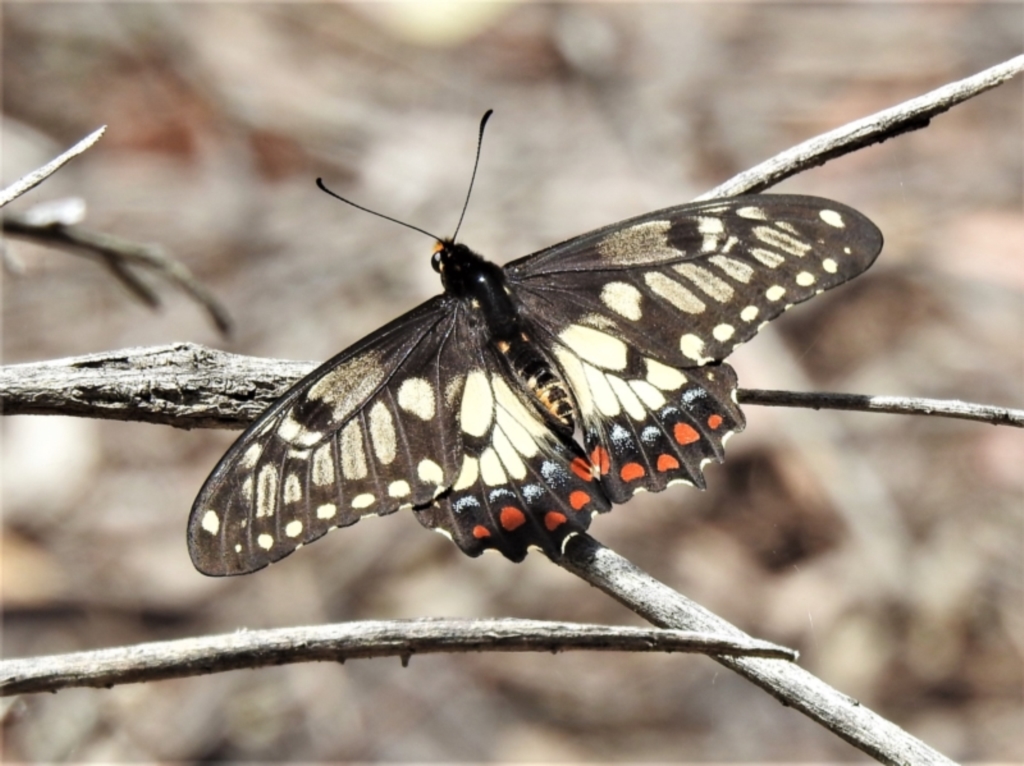 Papilio anactus at Molonglo Valley, ACT - 13 Dec 2021