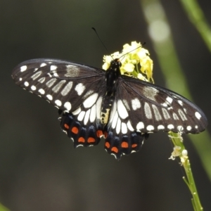 Papilio anactus at Campbell, ACT - 13 Dec 2021 02:19 PM