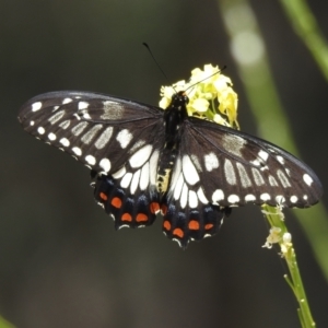 Papilio anactus at Campbell, ACT - 13 Dec 2021