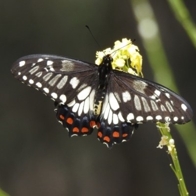 Papilio anactus (Dainty Swallowtail) at Campbell, ACT - 13 Dec 2021 by JohnBundock