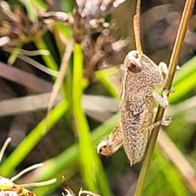 Phaulacridium vittatum (Wingless Grasshopper) at Block 402 - 13 Dec 2021 by trevorpreston