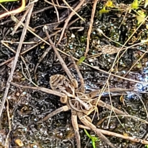 Tasmanicosa sp. (genus) at Stromlo, ACT - 13 Dec 2021