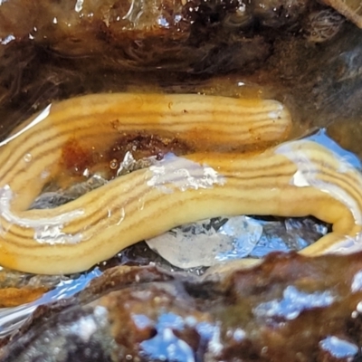 Fletchamia quinquelineata (Five-striped flatworm) at Molonglo Valley, ACT - 13 Dec 2021 by trevorpreston