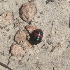 Choerocoris paganus at Shoal Bay, NSW - 13 Dec 2021 by LyndalT