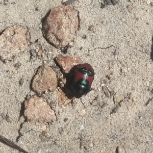 Choerocoris paganus at Shoal Bay, NSW - 13 Dec 2021 02:59 PM