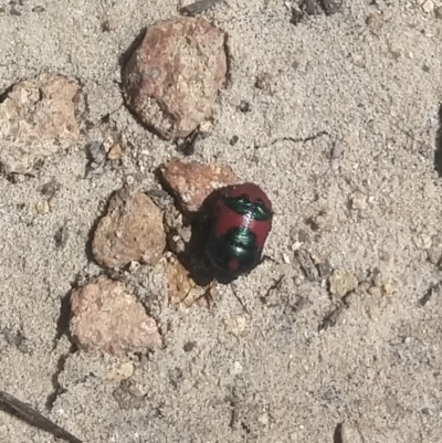 Unidentified Beetle (Coleoptera) at Tomaree National Park - 13 Dec 2021 by LyndalT