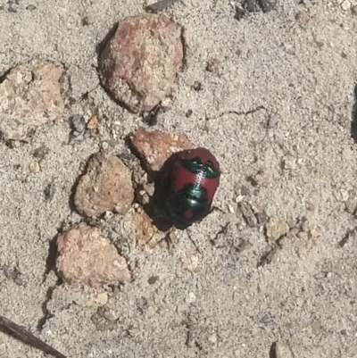 Choerocoris paganus (Ground shield bug) at Shoal Bay, NSW - 13 Dec 2021 by LyndalT