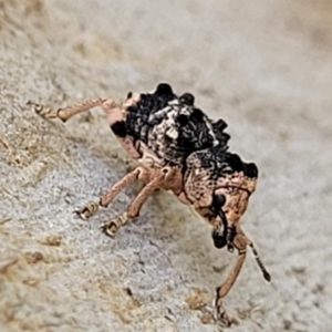 Aades cultratus at Stromlo, ACT - 13 Dec 2021