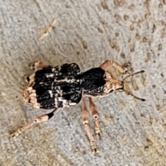 Aades cultratus at Stromlo, ACT - 13 Dec 2021