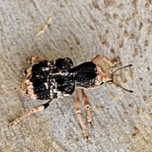 Aades cultratus at Stromlo, ACT - 13 Dec 2021 04:04 PM