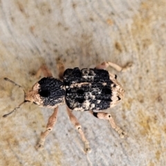 Aades cultratus at Stromlo, ACT - 13 Dec 2021