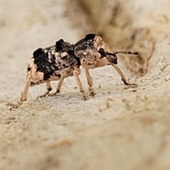 Aades cultratus at Stromlo, ACT - 13 Dec 2021