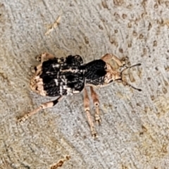 Aades cultratus at Stromlo, ACT - 13 Dec 2021