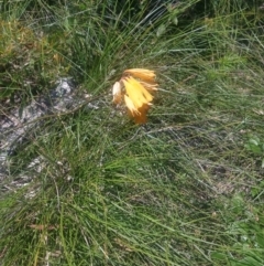 Blandfordia grandiflora (Christmas Bells) at Shoal Bay, NSW - 13 Dec 2021 by LyndalT