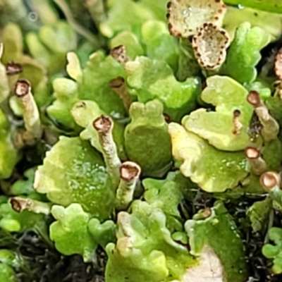 Cladonia sp. (genus) (Cup Lichen) at Block 402 - 13 Dec 2021 by trevorpreston