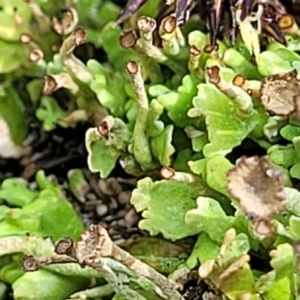 Cladonia sp. (genus) at Stromlo, ACT - 13 Dec 2021