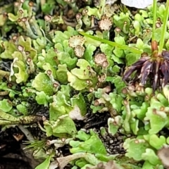 Cladonia sp. (genus) at Stromlo, ACT - 13 Dec 2021