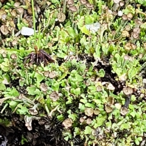 Cladonia sp. (genus) at Stromlo, ACT - 13 Dec 2021