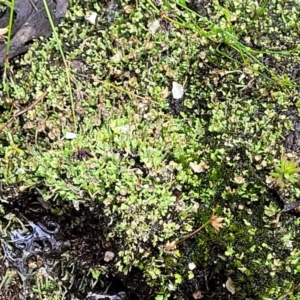 Cladonia sp. (genus) at Stromlo, ACT - 13 Dec 2021