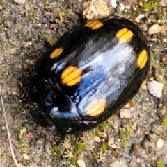 Paropsisterna octosignata (Eucalyptus leaf beetle) at Block 402 - 13 Dec 2021 by trevorpreston