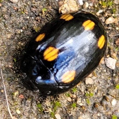 Paropsisterna octosignata (Eucalyptus leaf beetle) at Block 402 - 13 Dec 2021 by trevorpreston