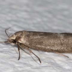 Leistomorpha brontoscopa (A concealer moth) at Melba, ACT - 10 Oct 2021 by kasiaaus