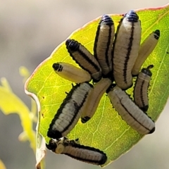 Paropsisterna cloelia (Eucalyptus variegated beetle) at Stromlo, ACT - 13 Dec 2021 by trevorpreston