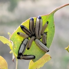 Paropsisterna cloelia at Stromlo, ACT - 13 Dec 2021 04:35 PM