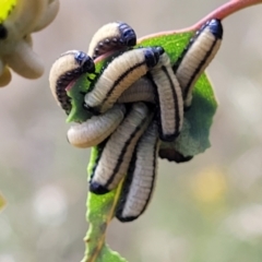 Paropsisterna cloelia at Stromlo, ACT - 13 Dec 2021