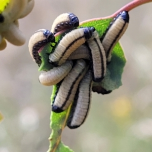 Paropsisterna cloelia at Stromlo, ACT - 13 Dec 2021 04:35 PM