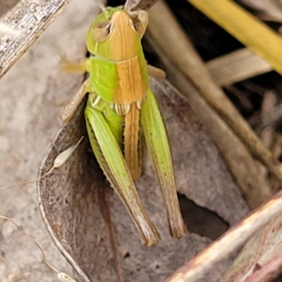 Praxibulus sp. (genus) (A grasshopper) at Piney Ridge - 13 Dec 2021 by trevorpreston