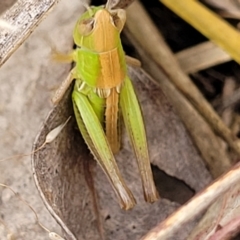 Praxibulus sp. (Short-winged Grasshopper) at Stromlo, ACT - 13 Dec 2021 by tpreston