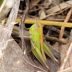 Praxibulus sp. (genus) at Stromlo, ACT - 13 Dec 2021