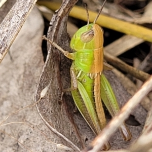 Praxibulus sp. (genus) at Stromlo, ACT - 13 Dec 2021