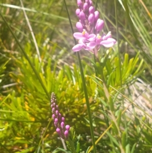 Comesperma ericinum at Shoal Bay, NSW - 13 Dec 2021