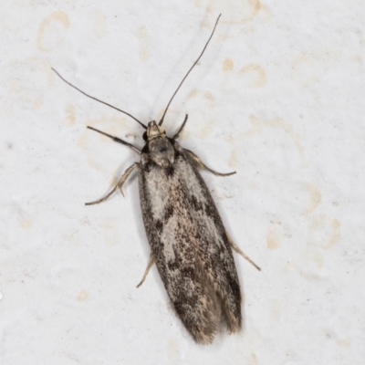 Eusemocosma pruinosa (Philobota Group Concealer Moth) at Melba, ACT - 10 Oct 2021 by kasiaaus