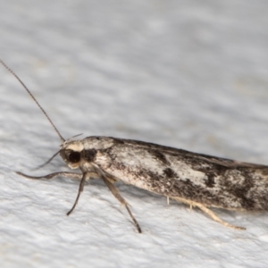 Eusemocosma pruinosa at Melba, ACT - 10 Oct 2021