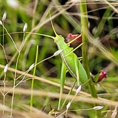 Polichne sp. (genus) (Small Grassland Katydid) at Piney Ridge - 13 Dec 2021 by tpreston