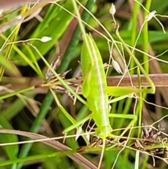 Polichne sp. (genus) at Stromlo, ACT - 13 Dec 2021