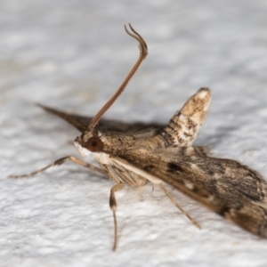 Nacoleia rhoeoalis at Melba, ACT - 10 Oct 2021