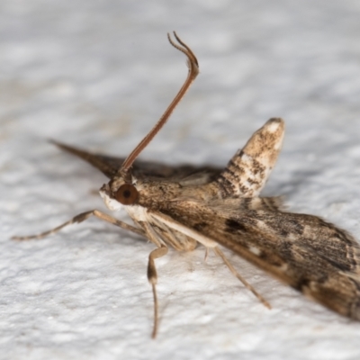 Nacoleia rhoeoalis (Spilomelinae) at Melba, ACT - 10 Oct 2021 by kasiaaus