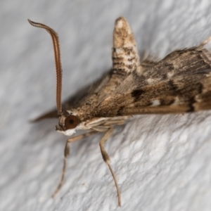 Nacoleia rhoeoalis at Melba, ACT - 10 Oct 2021