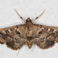 Nacoleia rhoeoalis at Melba, ACT - 10 Oct 2021