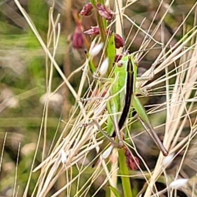 Conocephalus semivittatus (Meadow katydid) at Block 402 - 13 Dec 2021 by trevorpreston