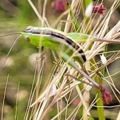 Conocephalus semivittatus at Stromlo, ACT - 13 Dec 2021