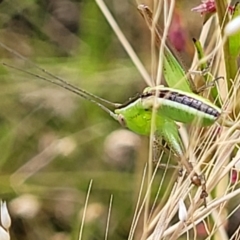 Conocephalus semivittatus at Stromlo, ACT - 13 Dec 2021